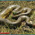 7 Fakta Menarik Ular Anakonda