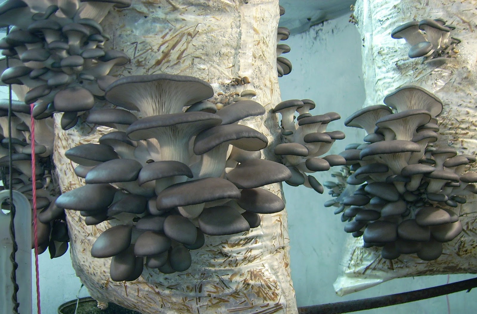 Мир в котором мы живем! The world in which we live! Как вырастить