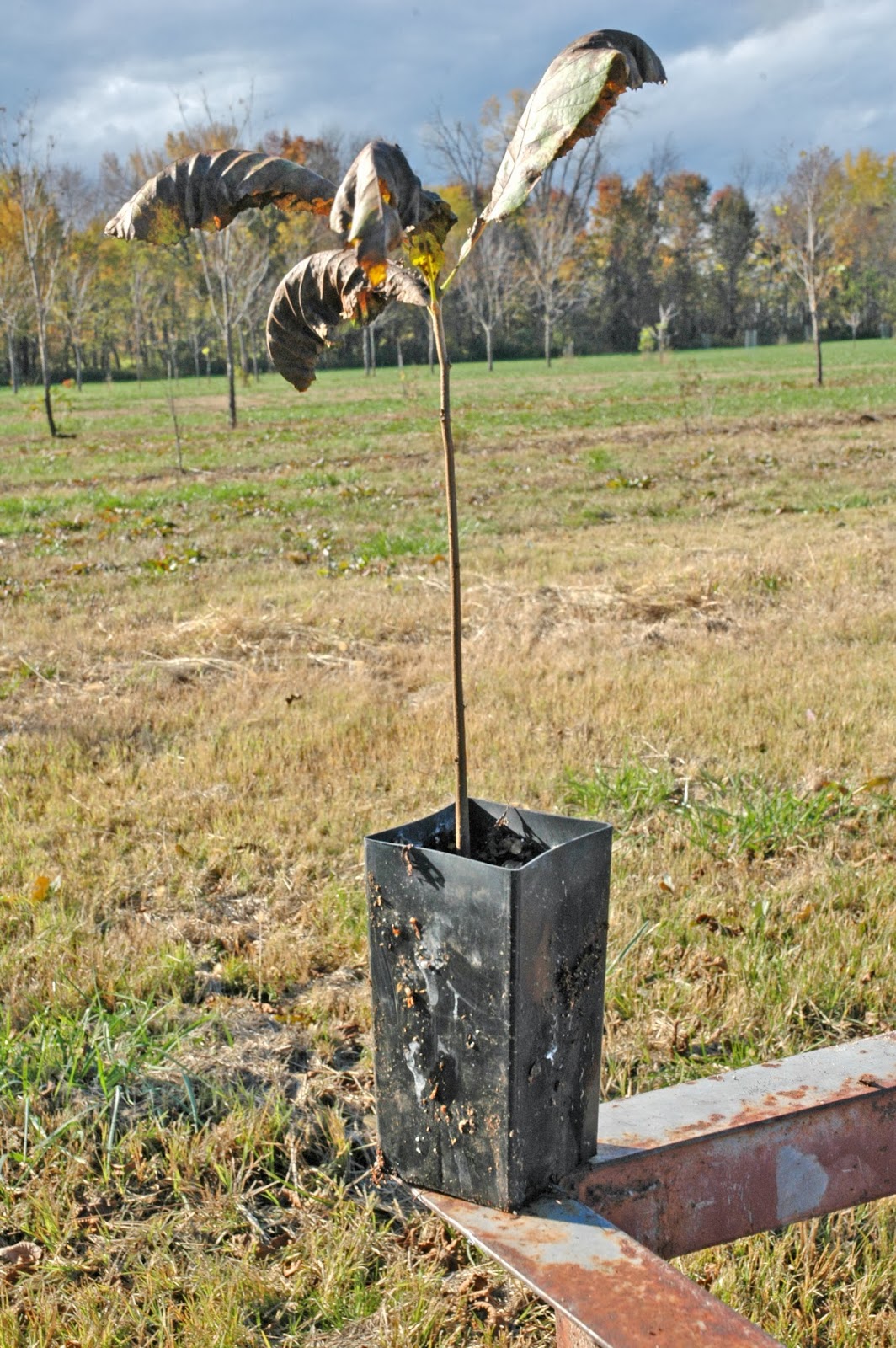 Northern Pecans Container grown pecan trees Fall planting and
