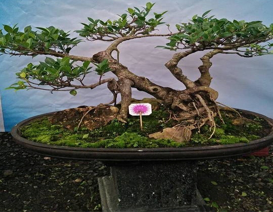 Kriteria Media Tanam Bonsai