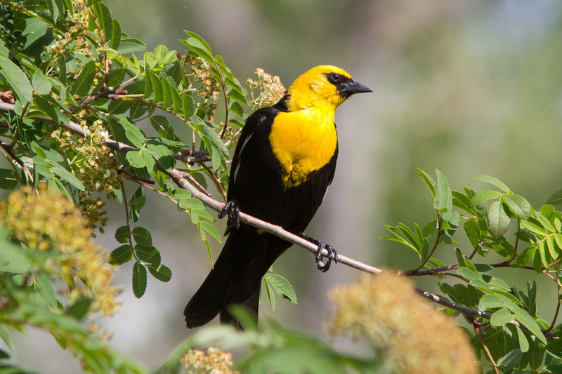Eugene Backyard Birds Malheur NWR Trip