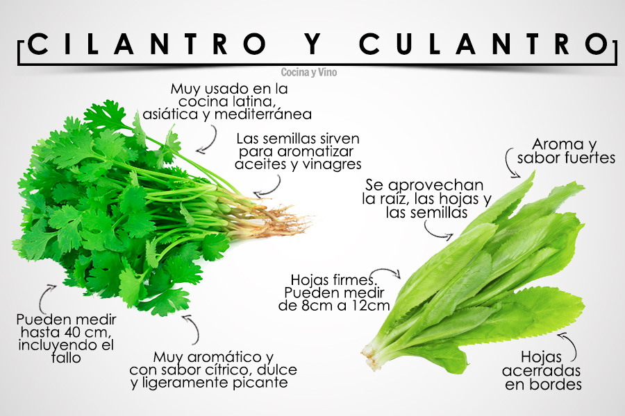 El Parroquiano Culantro y cilantro, ¿son lo mismo?