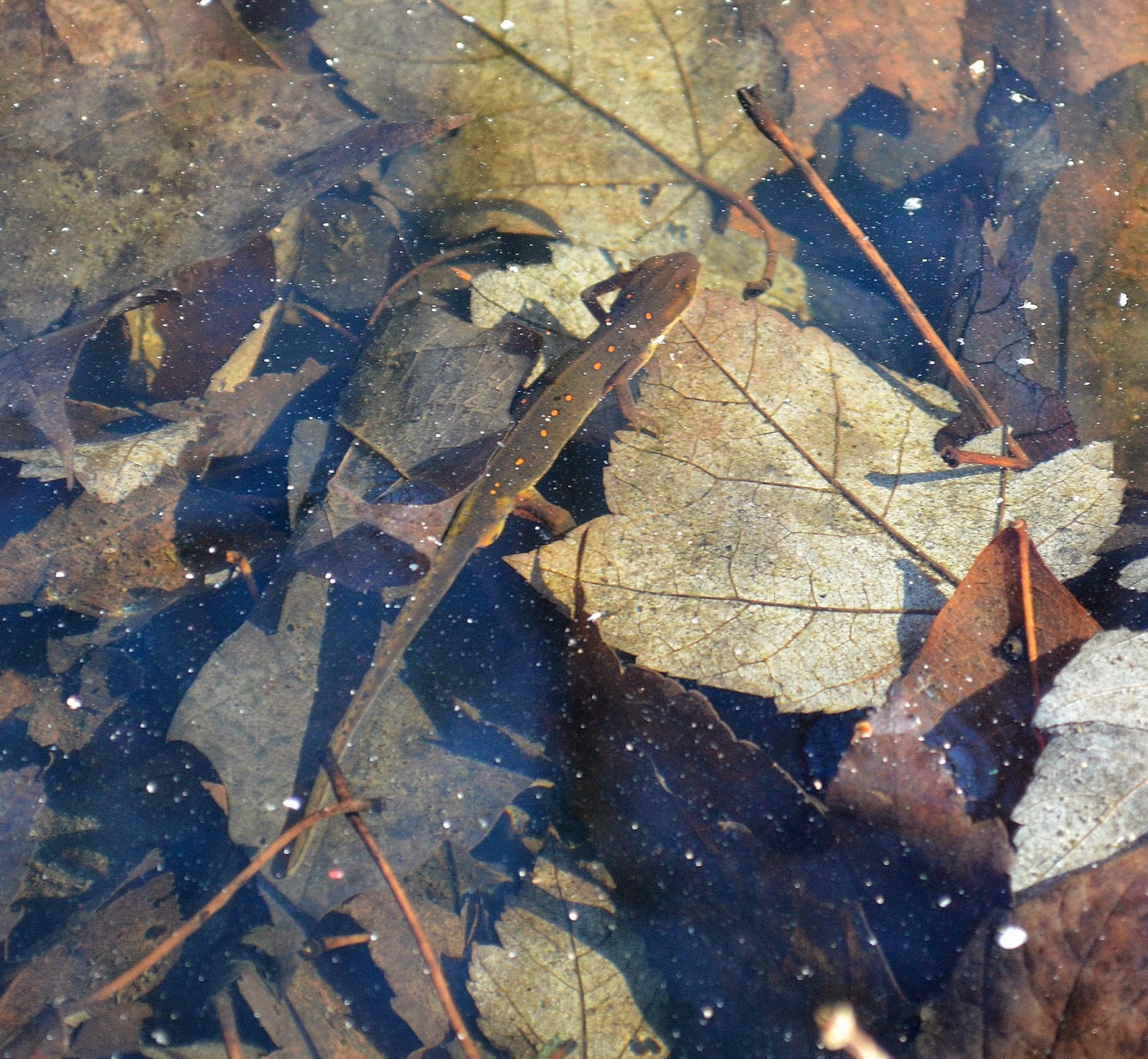 Nature of New York: Ephemeral Pools