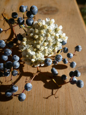 Sambucus cerulea – Blue Elderberry and Achillea millefolium