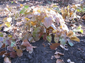 Barrenwort Epimedium grandiflorum early spring by garden muses: a Toronto gardening blog