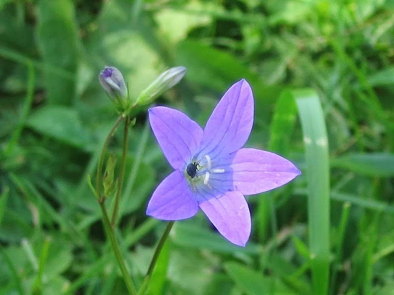 Flower Homes Province Flowers of Sweden