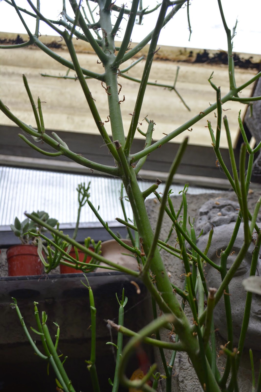 Crasas, formas extrañas: Euphorbia Tirucalli. Tóxica