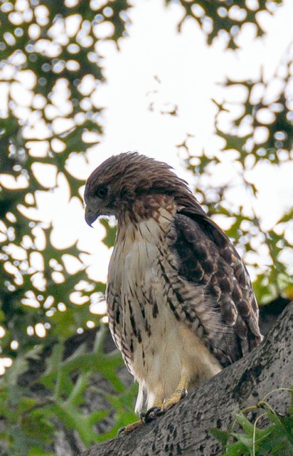 Palemaleirregulars: Pale Male's New Mate and the Mystery Hawks at 85th ...