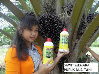 Panen Raya Sawit dengan Pupuk Organik Poin Duatani