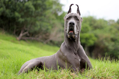 Dog%2Bbreeds%2Boriginating%2Bin%2BGermany%2B%25289%2529.jpg Dog%2Bbreeds%2Boriginating%2Bin%2BGermany%2B%25289%2529.jpg