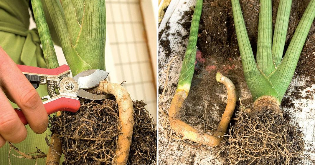 Сансевиерия паутинный клещ. Гастерия смоки. Цветы с автополивом тещин язык. Gasteria batesiana silver variegated. Сансевиерия гранд каньон.