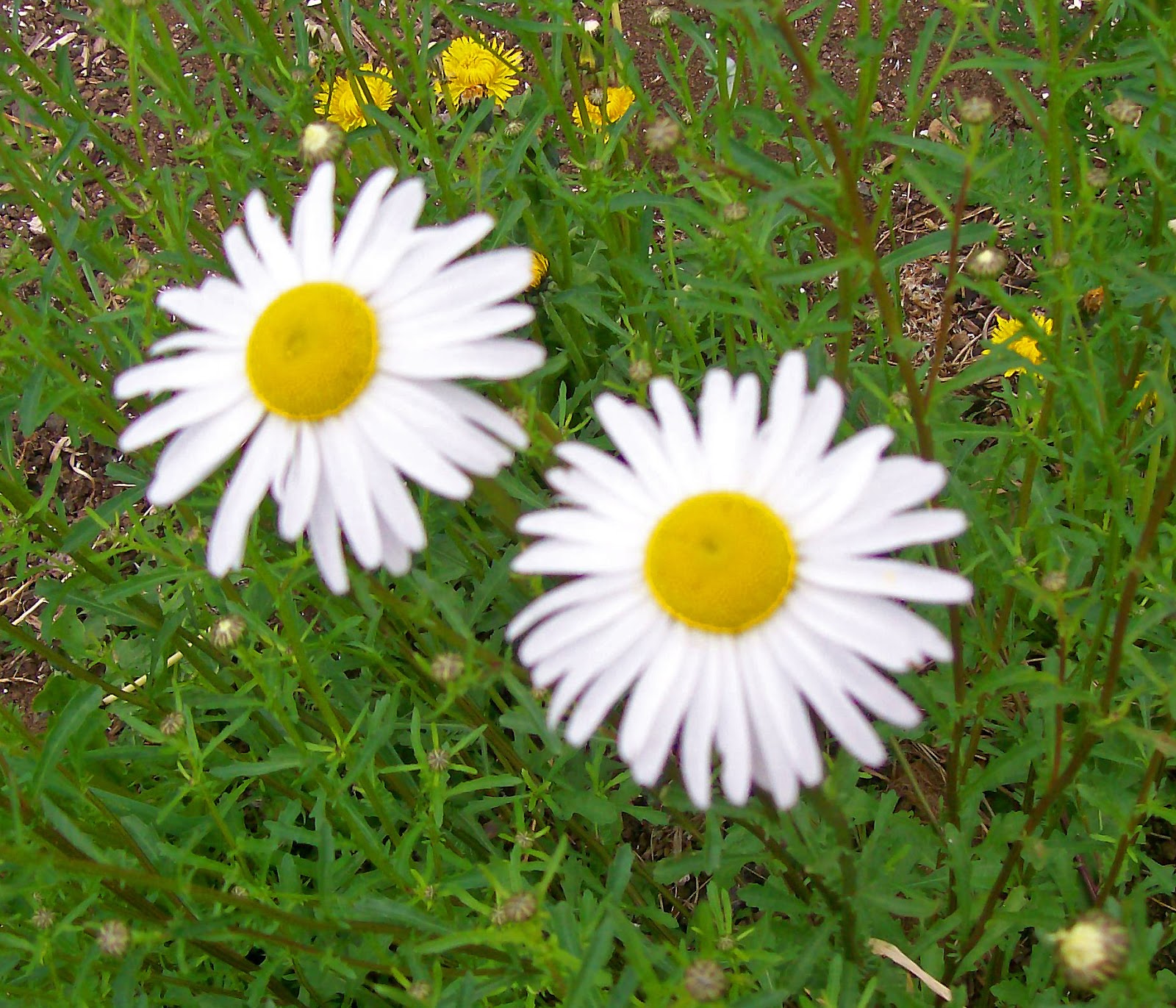 Real Food & Scandalous Gardening Secrets Garland Chrysanthemum