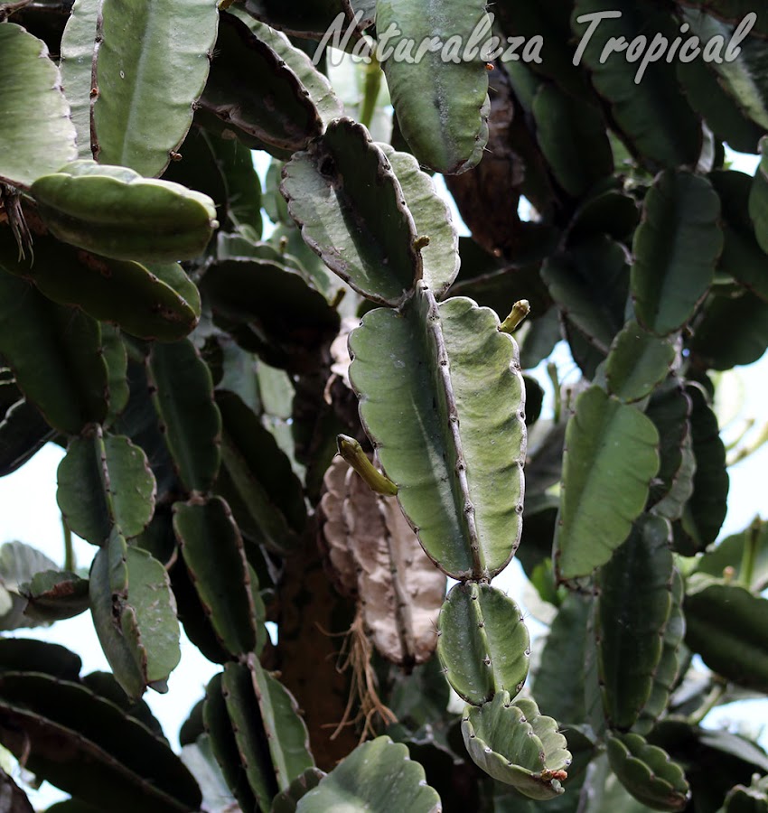 Secciones del tallo del Aguacate Cimarrón o Flor de Copa, Dendrocereus nudiflorus