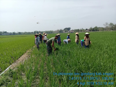 BABINSA BANTU PETANI BERSIHKAN GULMA TANAMAN PADI CIHERANG
