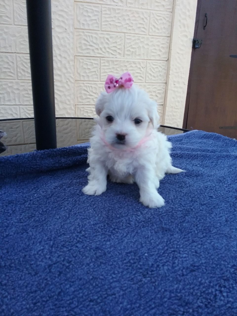 Pure Breed Maltese Puppies For Sale +1(337) 6030249 maltese puppies for sale craigslist Pure Breed Maltese Puppies For Sale +1(337) 6030249 maltese puppies for sale craigslist