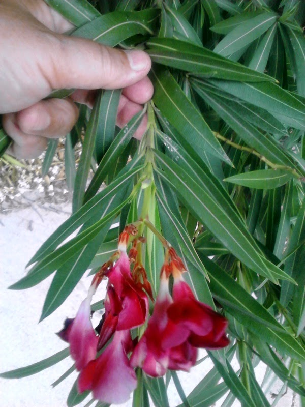 Xtremehorticulture of the Desert Oleanders In Containers Not Blooming