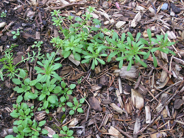 bedstraw cleaver edible weeds