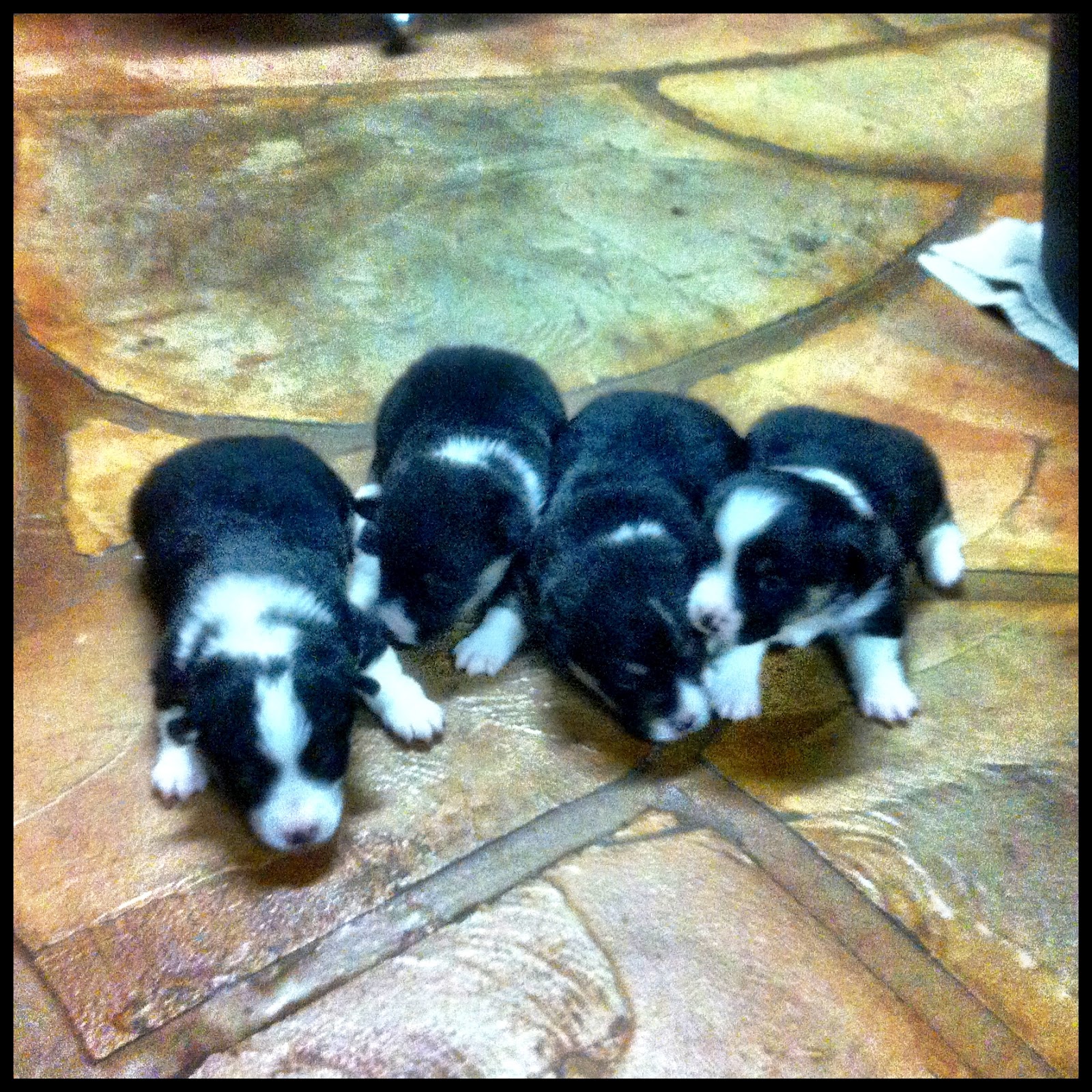 Mrs. G's Camp Macy's Puppies All Have New Homes