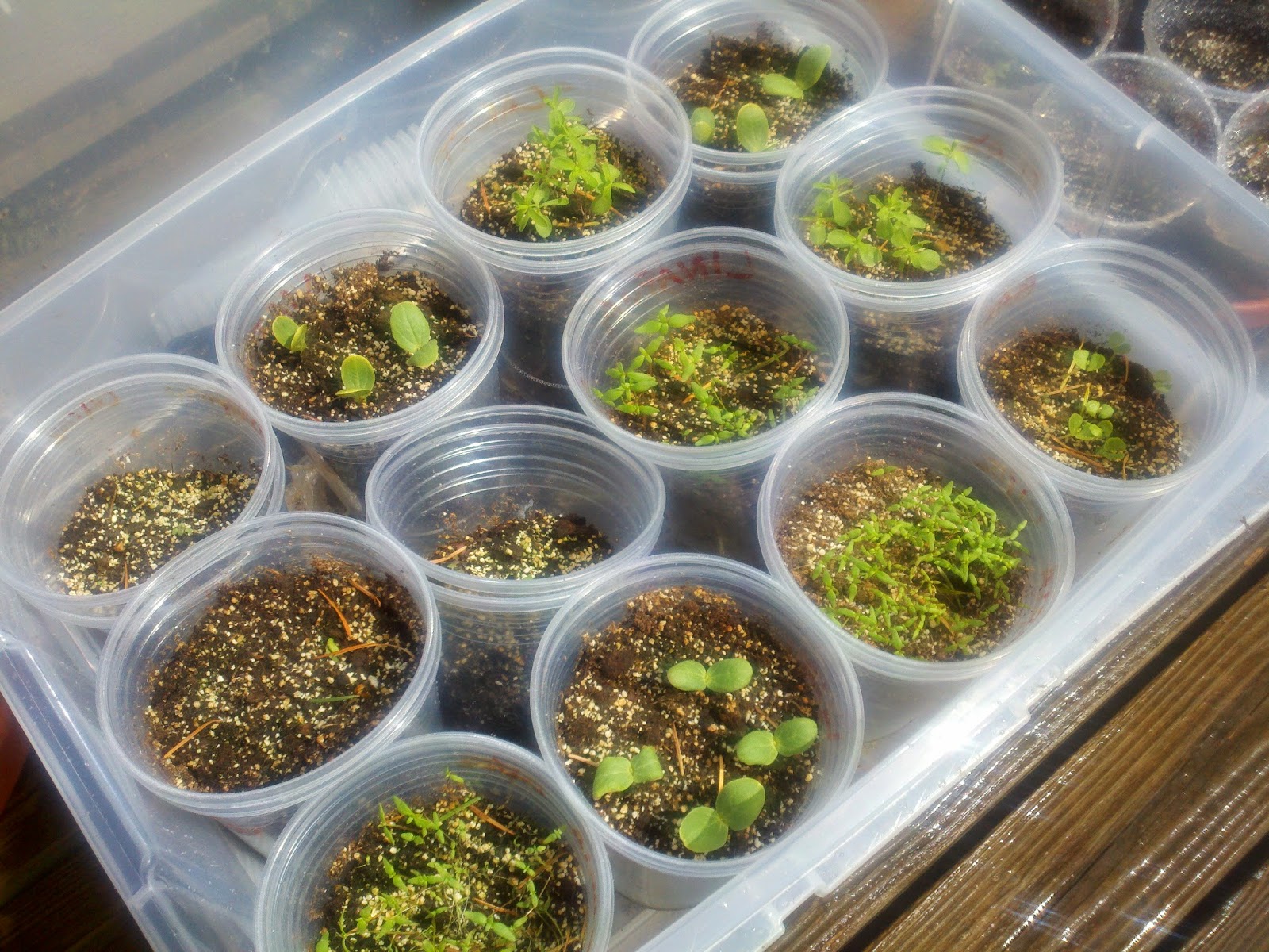 Homestead Thirty One Cheap, Easy DIY Greenhouses for Seed Starting