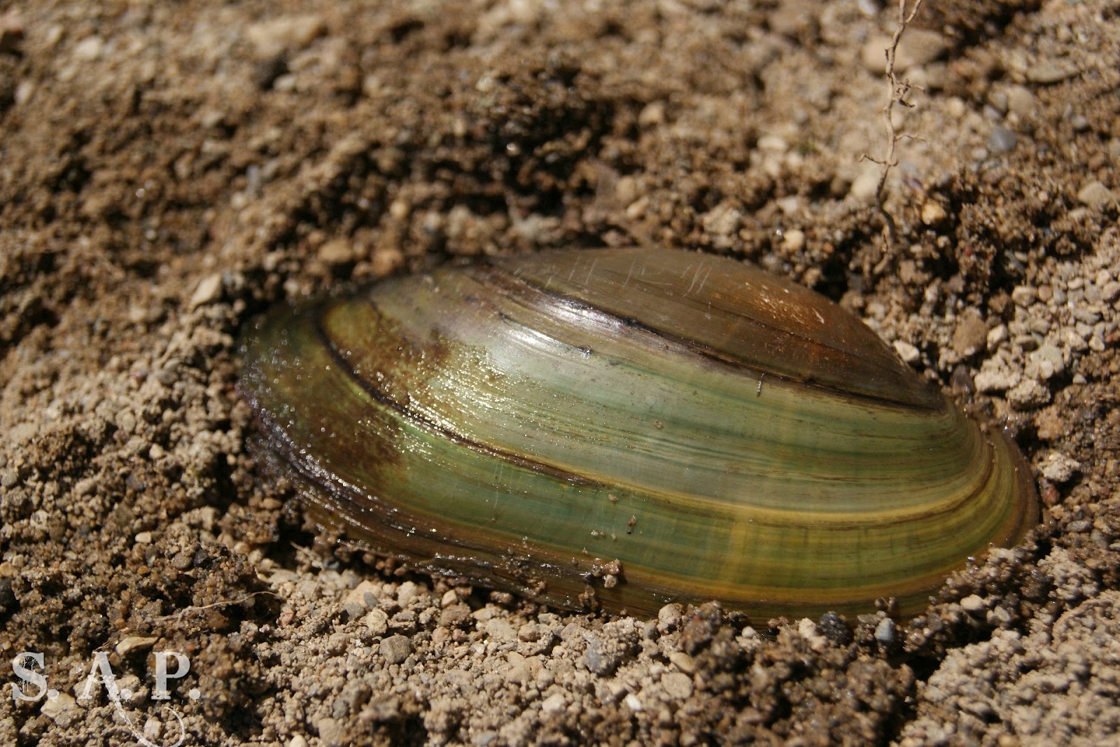 Shiloh Acres Photography Freshwater Mussels...