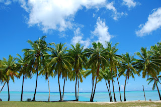 Beautiful Wallpapers for Desktop: Palm tree wallpapers hd