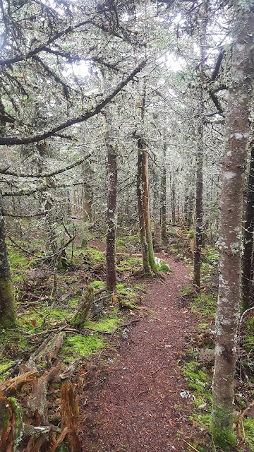 Sentier vers le mont Redington