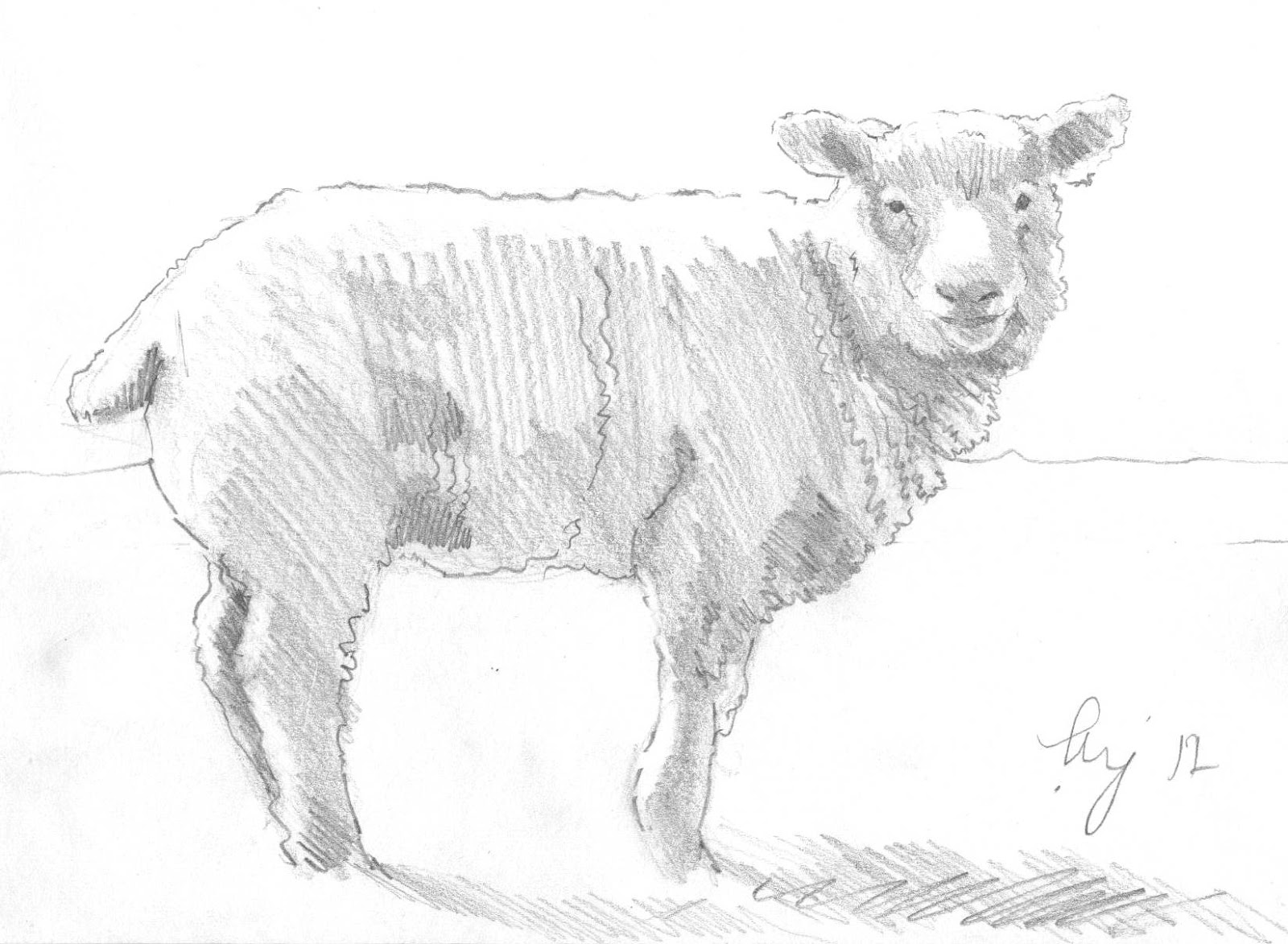 Sketch Drawing Of A Sheep 