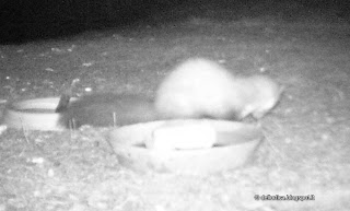 FAINA martes foina fauna e flora selvatica della azienda agricola dell'ortica in Appennino a Savigno Valsamoggia Bologna vicino Zocca