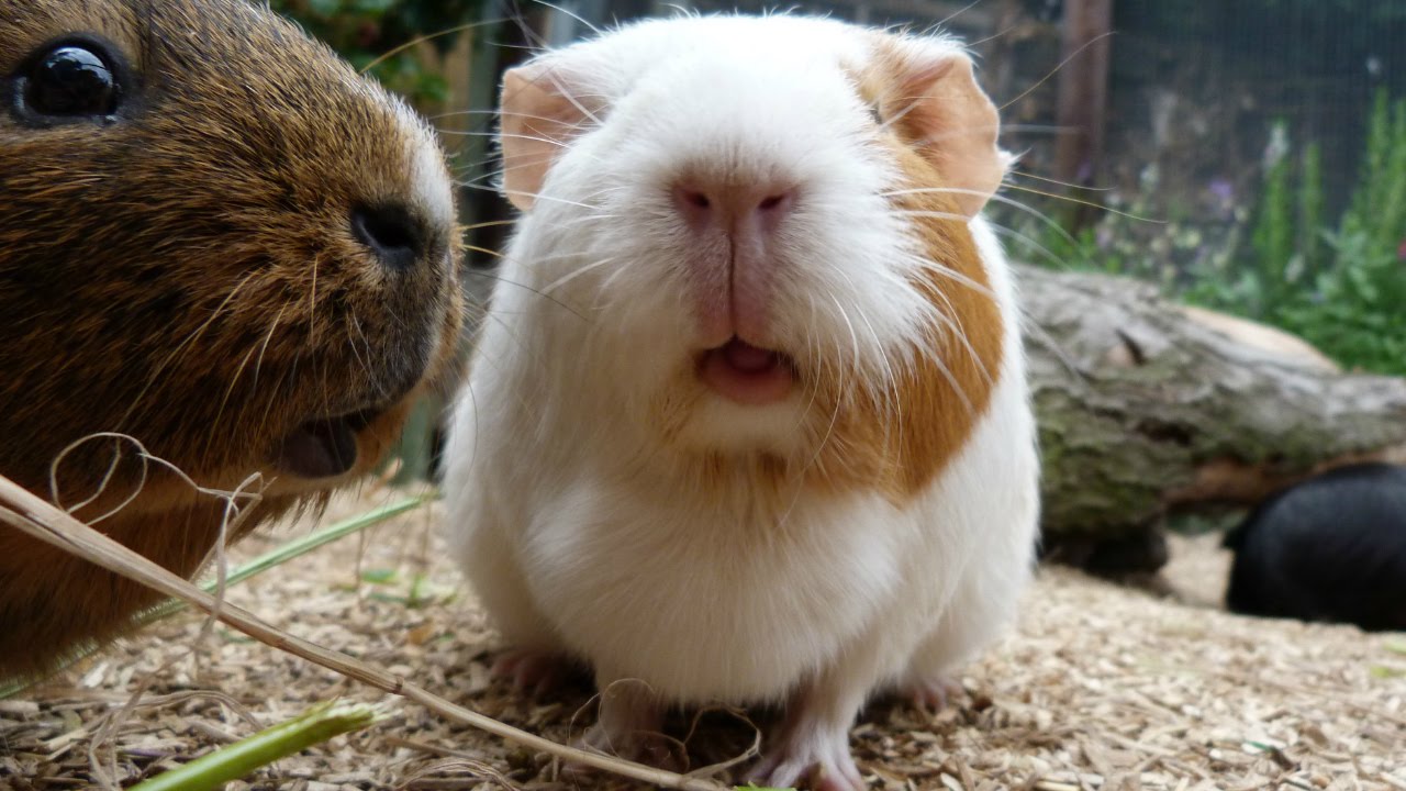 Small Pet Guinea Pig Fun Animals Wiki, Videos, Pictures, Stories