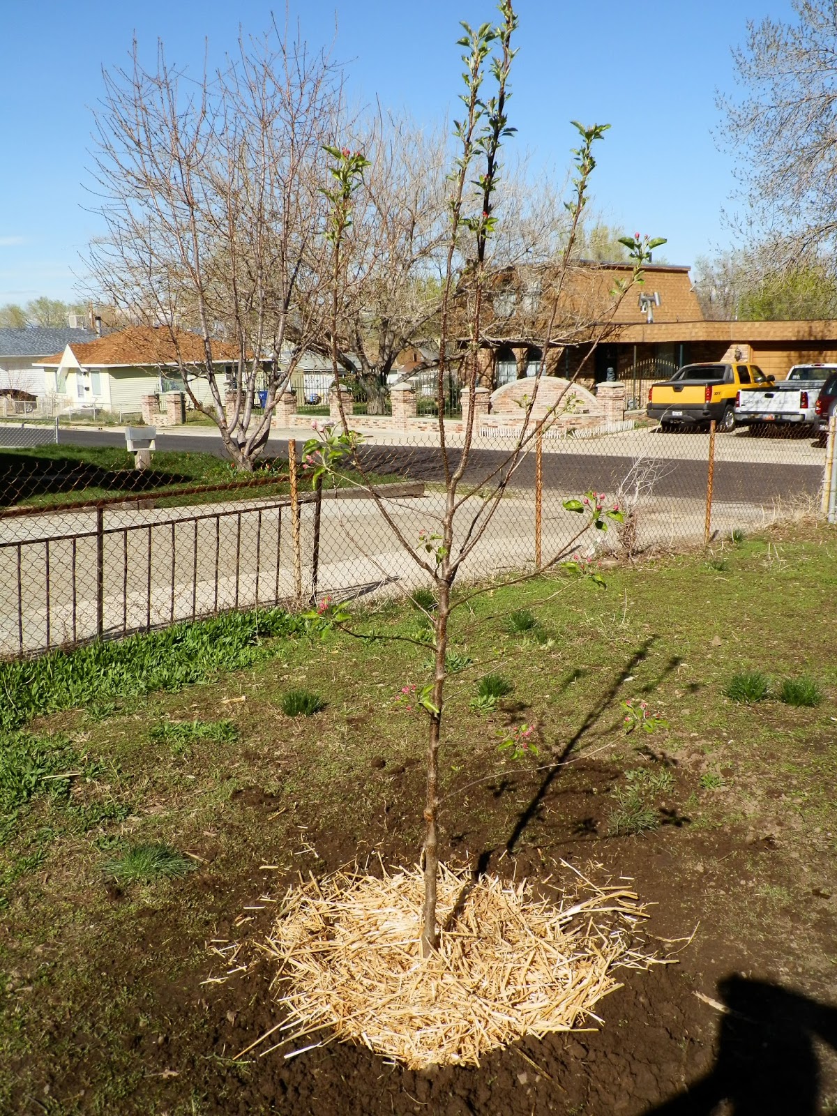 Our Bit of Dirt Yellow Delicious Apple Tree