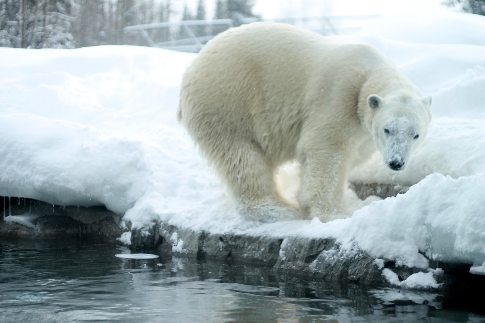 What biome is a polar bear in - Search
