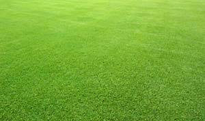 Rumput Golf | Rumput Gajah Mini (jual murah) Rumput Golf | Rumput Gajah Mini (jual murah)