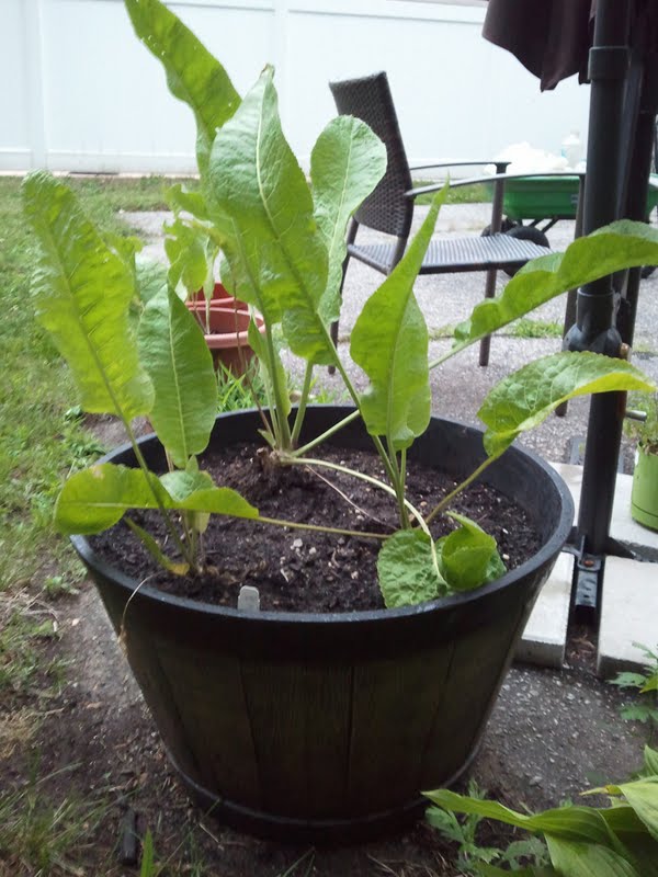 gardening in the boroughs of nyc Horseradish Replanted