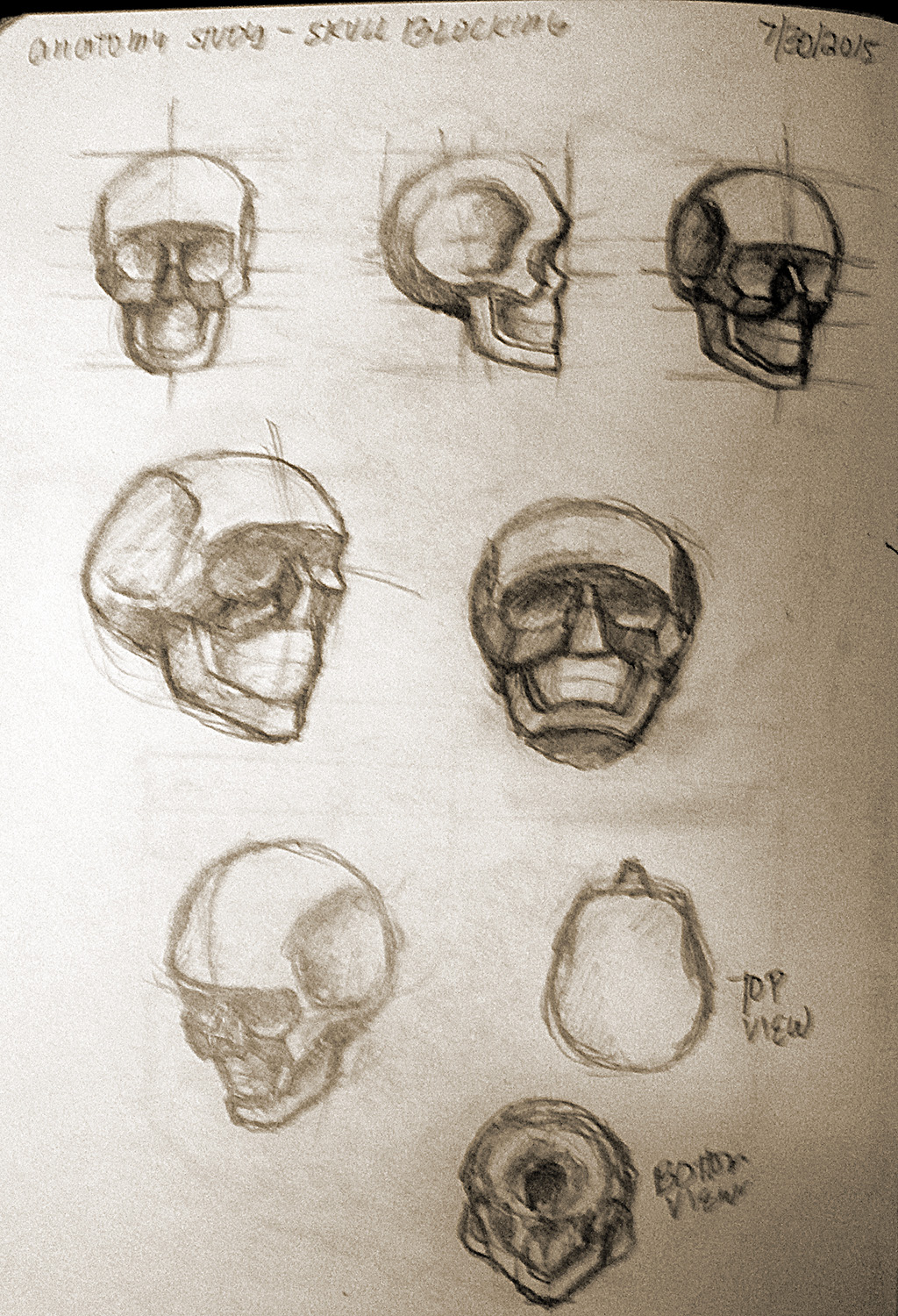 Viverly Mercado: Skull Proportion and Blocking Study