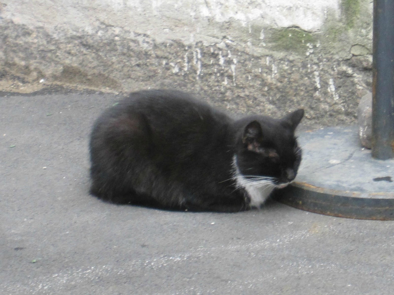 オデッサ海岸通り 5月 16