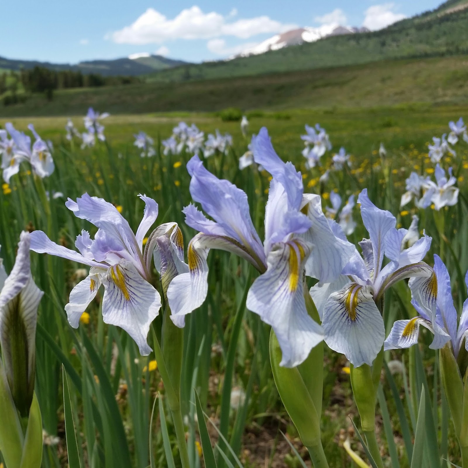 World of Irises US Native Iris A Look at Vernae, Tripetalae