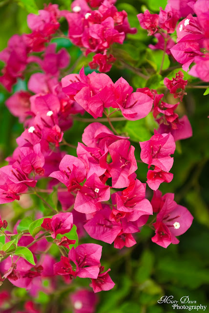 Through A Photographer's Eyes: Day 188 - Bougainvillea Plant