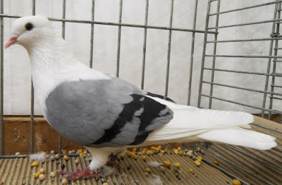 Thuringian Shield Pigeon