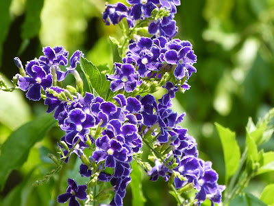 [無料ダウンロード！ √] タイワンレンギョウ 花 デュランタ 163873