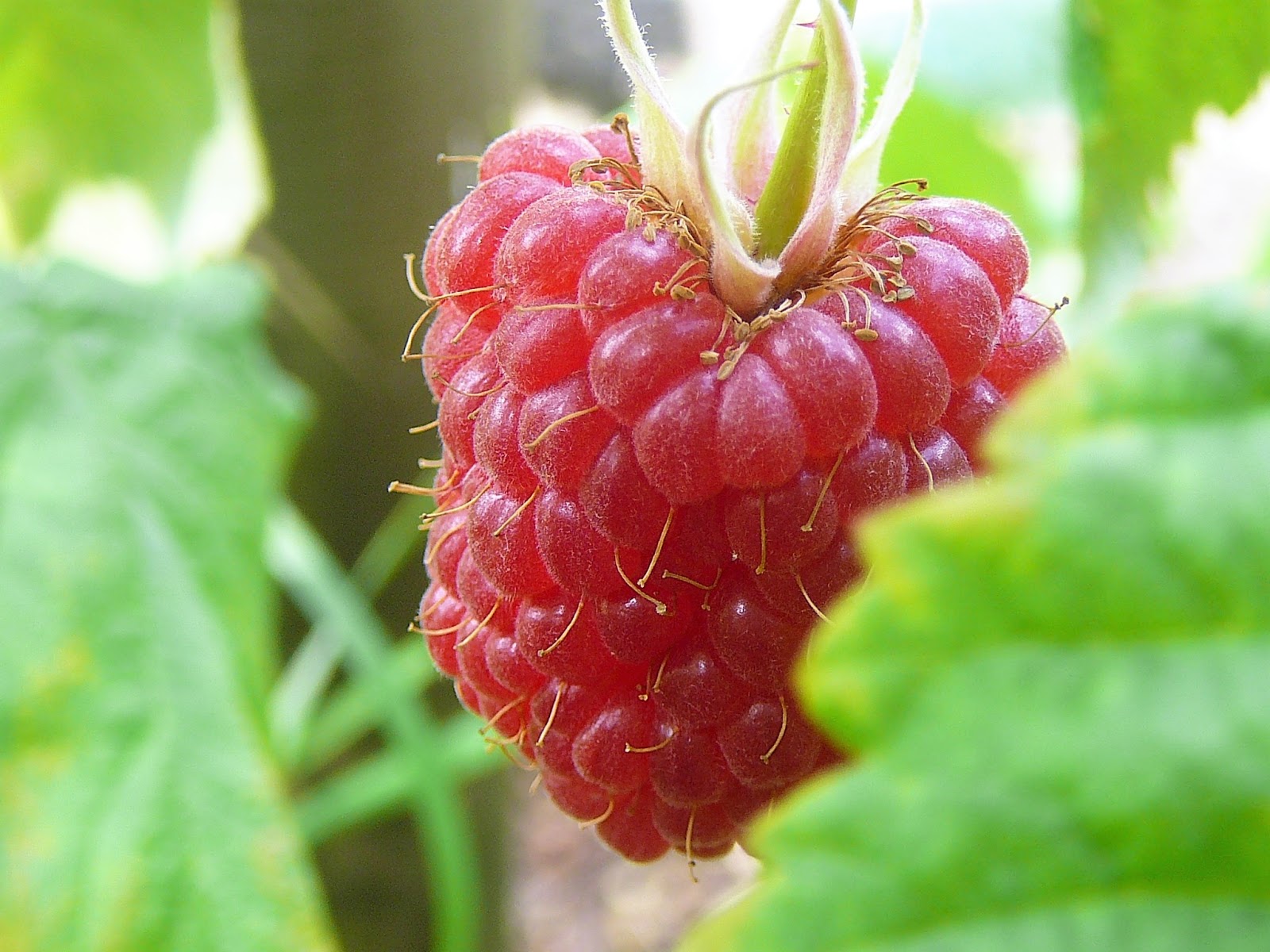 5-five-5: Raspberry