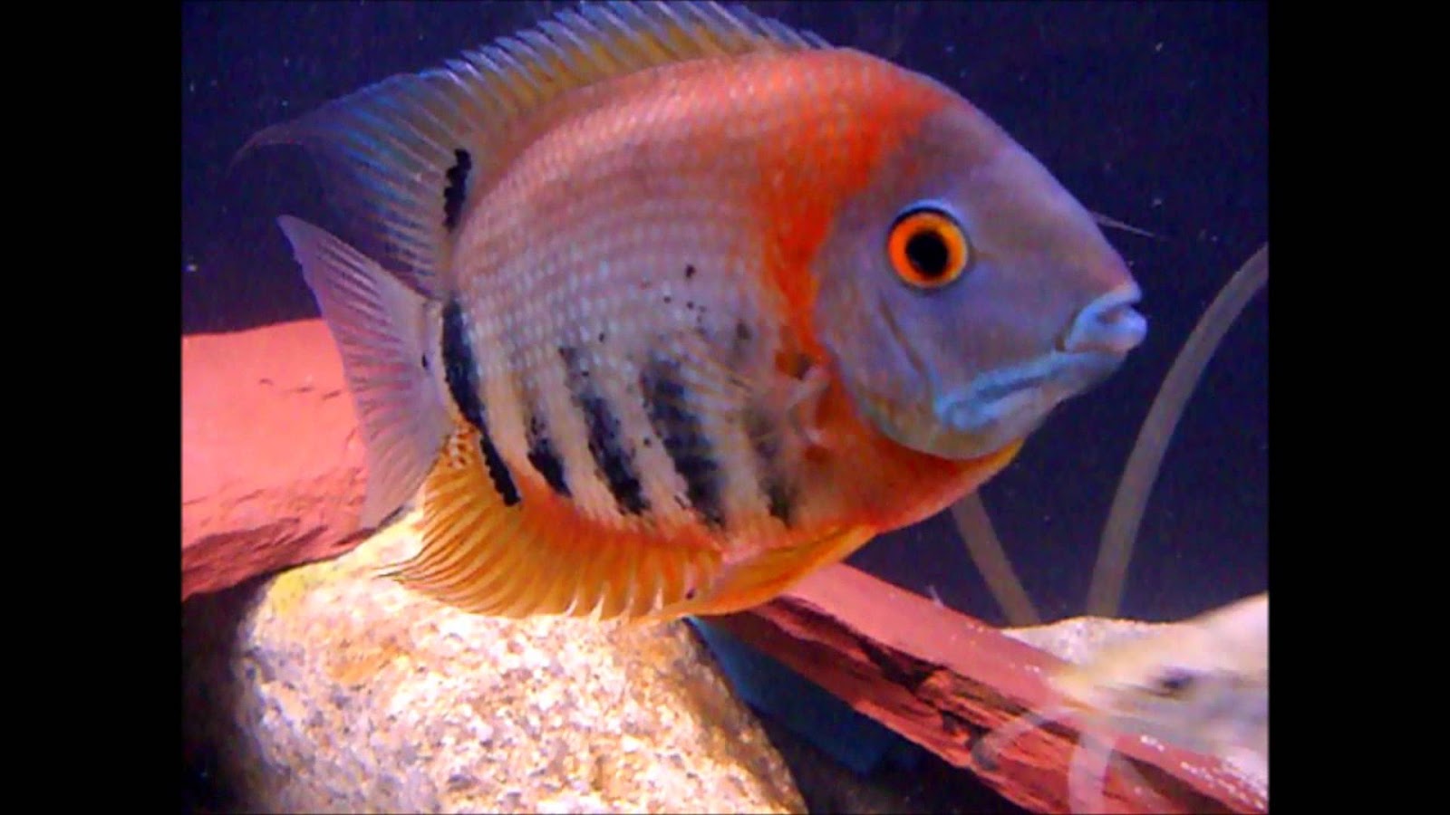 JOE'S AQUAWORLD FOR EXOTIC FISHES MUMBAI INDIA 9833898901 aquarium