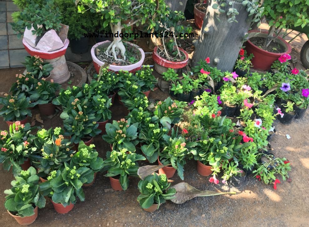 🤷GREEN🤷 Indoor Plants Names And Pictures Images & Photos