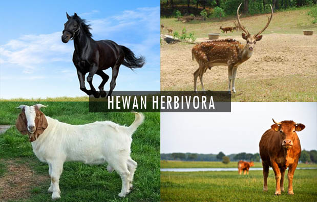 Fauna Dan Flora Hewan Herbivora Fauna Dan Flora Hewan Herbivora