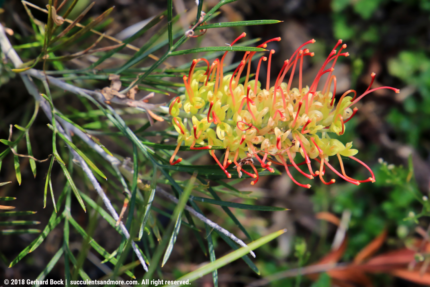 When a neighbor gives you free reign of her front yard