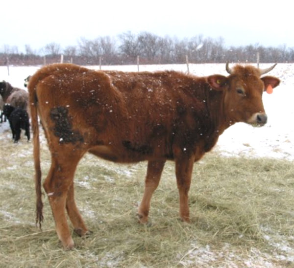 canadienne cattle, about canadienne cattle, breeding canadienne cattle, caring canadienne cattle, housing canadienne cattle, feeding canadienne cattle, raising canadienne cattle, how to raise canadienne cattle, how to care for canadienne cattle, canadienne cattle farming, commercial canadienne cattle farming, canadienne cattle farming business, commercial canadienne cattle farming business, how to start canadienne cattle farming