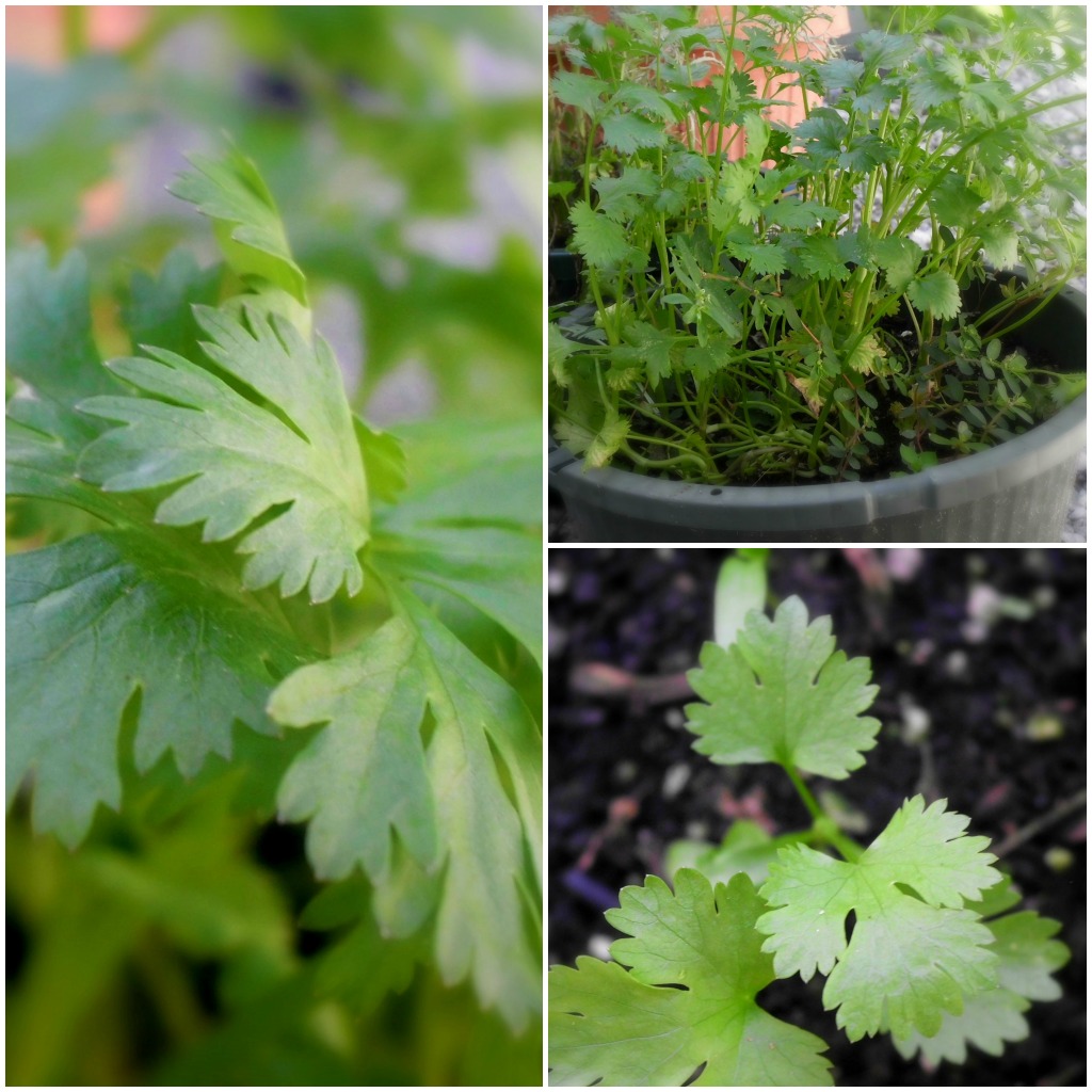 Livin� In The Green Growing Cilantro in Pots All Season Livin� In The Green Growing Cilantro in Pots All Season