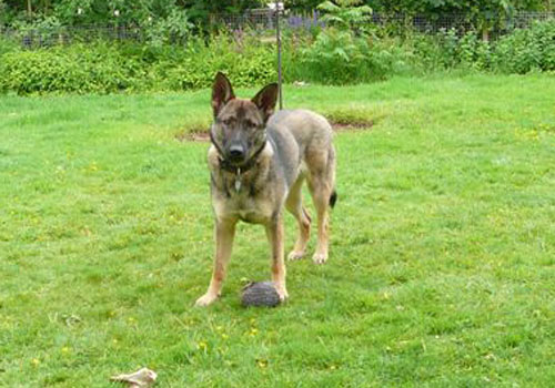 German Shepherd dog standing on a green lawn with a top at her feet