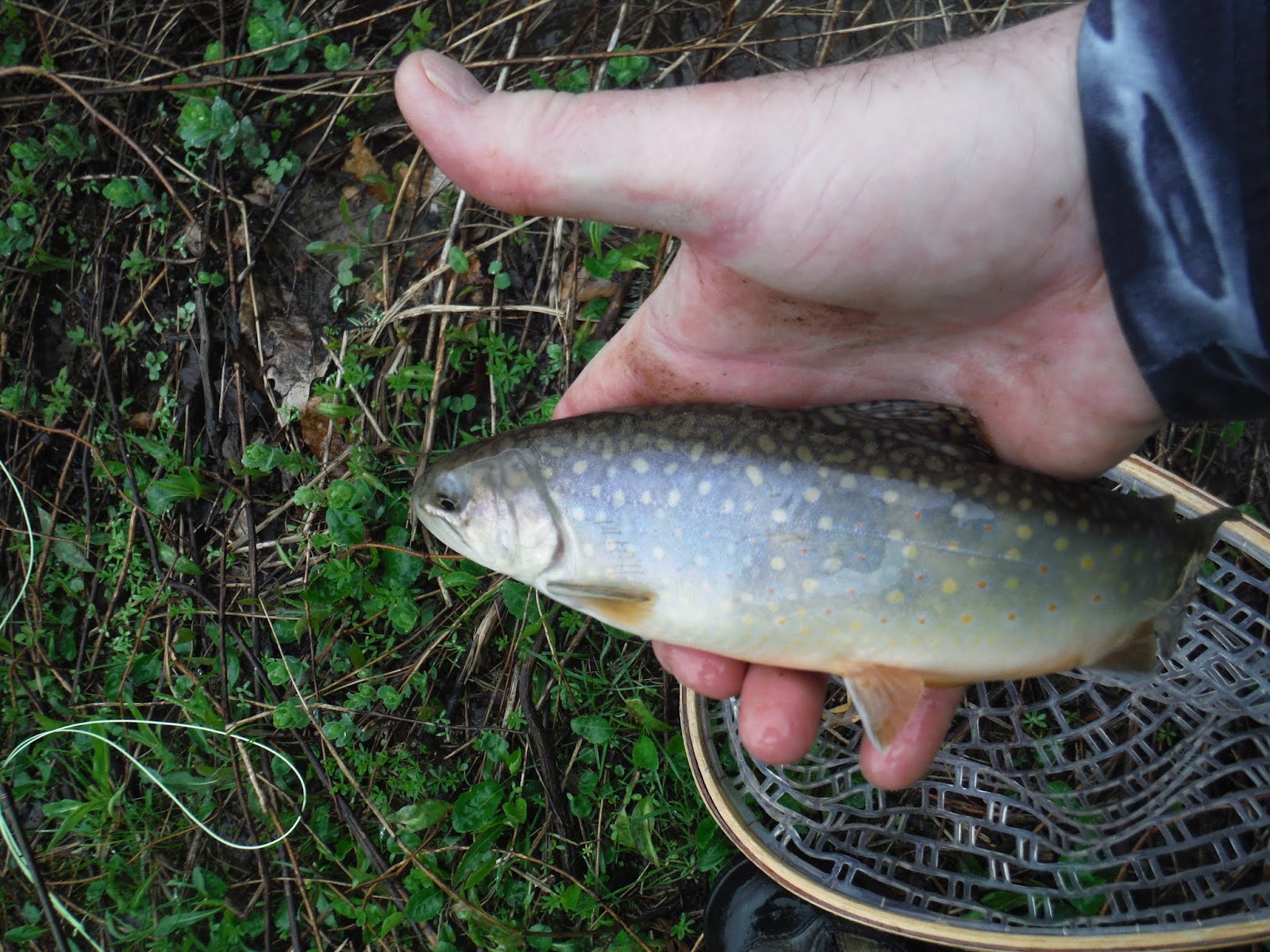 Mikey D Fishing Potter County Fishing Report "Trout Whisperer" Magic