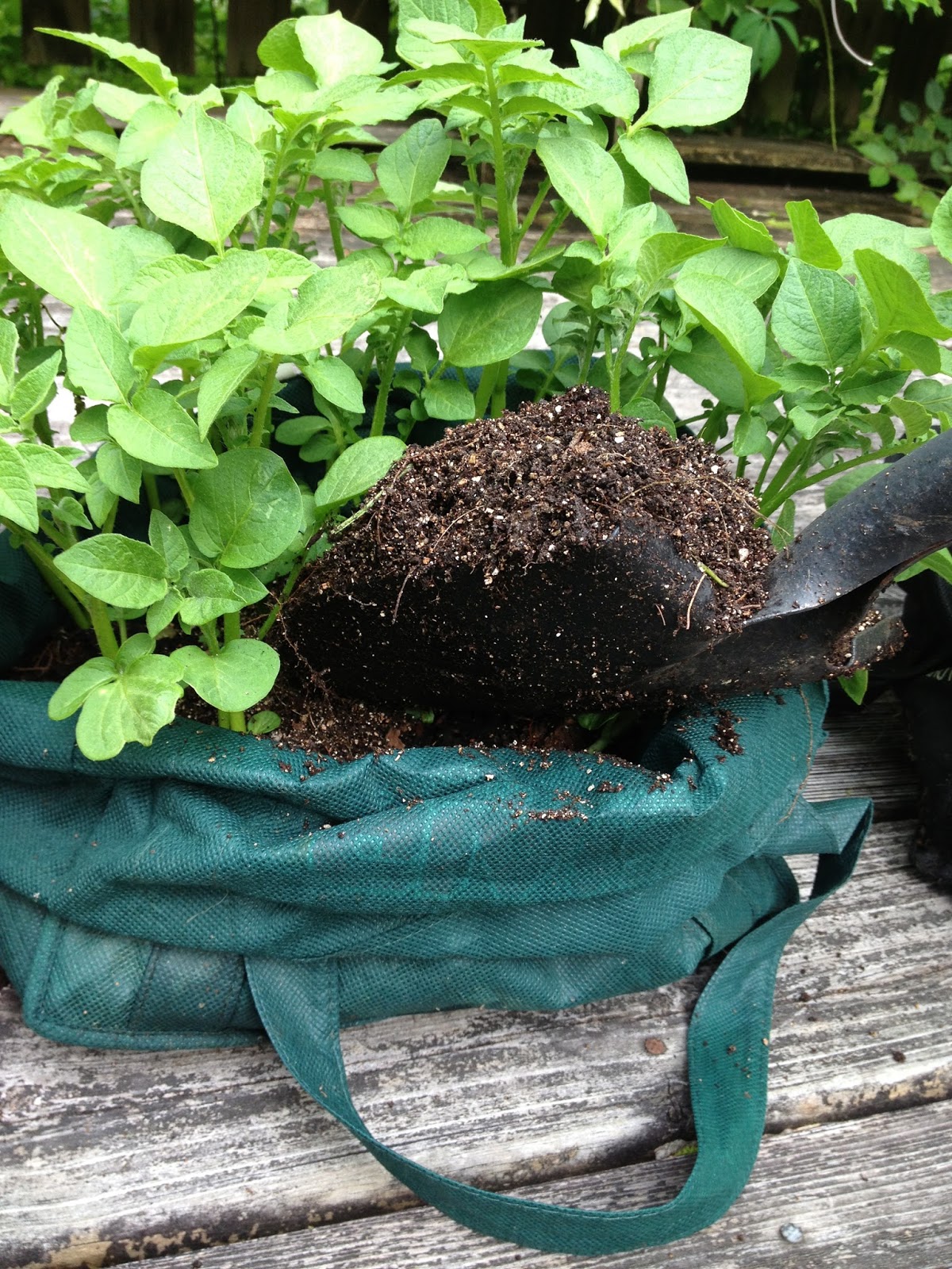 Pyramidcult Studios Blog DIY Potato Sacks! Growing Heirloom