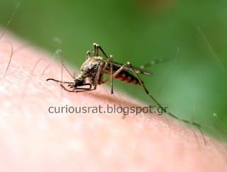 Τι είναι η ελονοσία (μαλάρια);